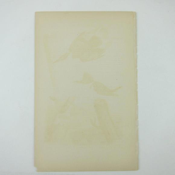 Bird Lithograph Print Belted Kingfisher after John James Audubon Antique 1890 - Picture 11 of 12